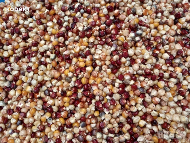 семена за посев от декоративна царевица , снимка 2 - Други - 51665482