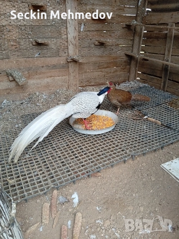 сребърни фазани , снимка 3 - други­ - 53062275