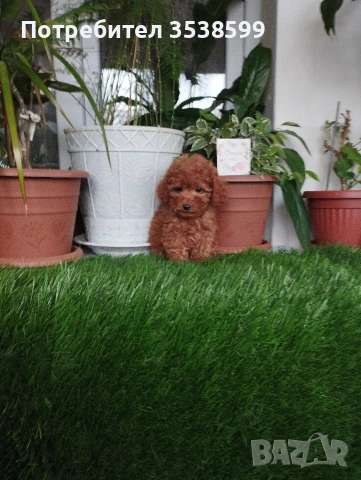 Той Пуделчета , снимка 4 - Пудели - 52909276