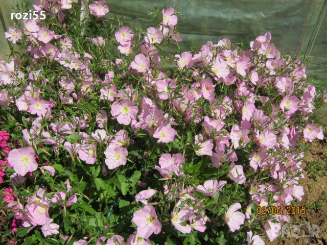 Градински цветя., снимка 4 - Градински цветя и растения - 40231126