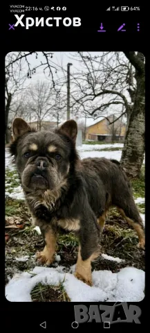 Мъжко флуфи (флъфи) за разплод, снимка 7 - Френски булдог - 46959509