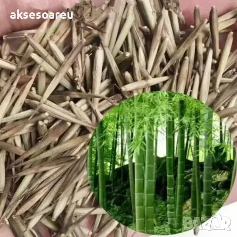 100 броя редки бамбукови семена зелен бамбук Moso-Bamboo мосо бамбо растение за декорация и украса , снимка 12 - Сортови семена и луковици - 48992845