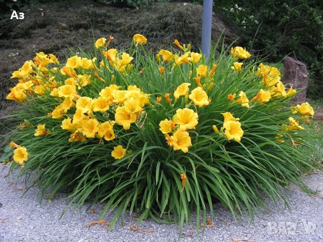 Продавам Цветя Хемерокалис - за пролетно засаждане, снимка 5 - Разсади - 36687859