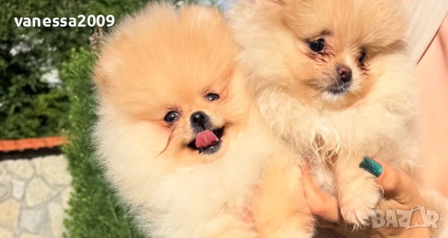 Продавам померани, снимка 4 - Померан - 33241409