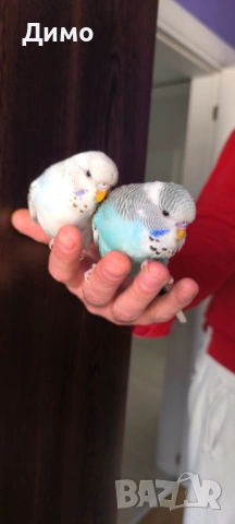 Изложбени вълнисти двойка, снимка 2 - Папагали - 53212284