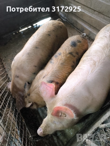 Продавам прасета , снимка 4 - Прасета - 52669901