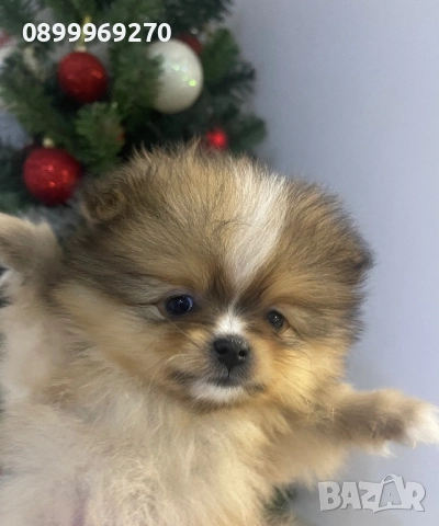 ПРОДАВАМ ПОМЕРАНЧЕТА