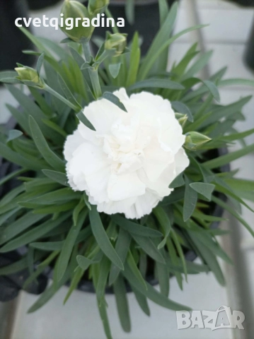 Бял карамфил – Dianthus
