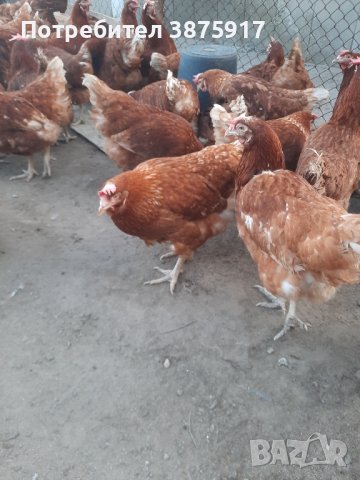 продавам кокошки носачки за яйца, снимка 2 - Кокошки и пуйки - 43990769