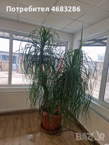 Нолина , снимка 2 - Стайни растения - 53143818