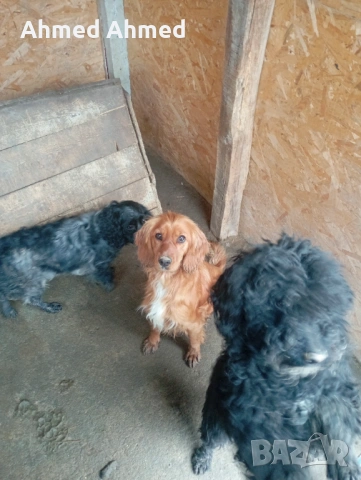 Кучета за трюфели, снимка 2 - Шпаньоли - 53566138