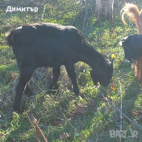 женско яре, снимка 5 - Кози - 52790420