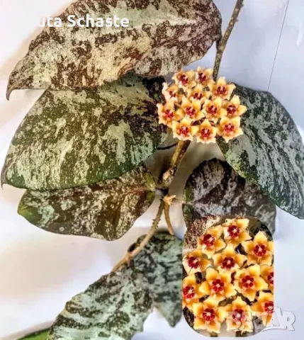 Hoya caudata ‘Gold’ orange flowers

, снимка 1 - Стайни растения - 49420303