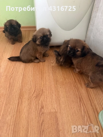 Чистокръвни пекинези