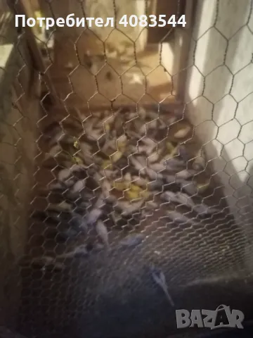 Вълнисти папагали, снимка 11 - Папагали - 48100693