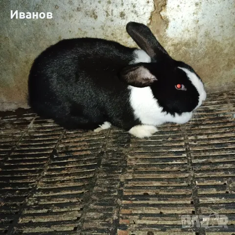 Продавам зайци., снимка 2 - Други - 28102153
