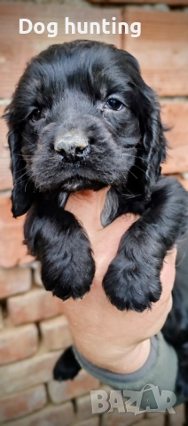 Кокер-спрингер шпаньол момче и момиче шпаньоли , снимка 2 - Шпаньоли - 52552060