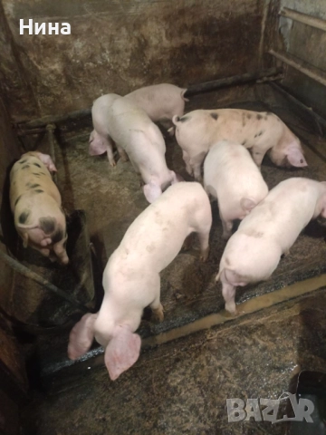 Продавам малки прасенца, снимка 3 - Прасета - 52497552