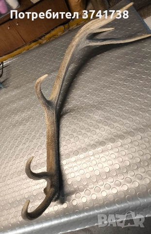 Еленов рог - трофеен 