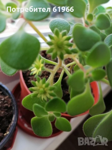 Дървото на парите и някои са в цъфтеж в жълто! ! 