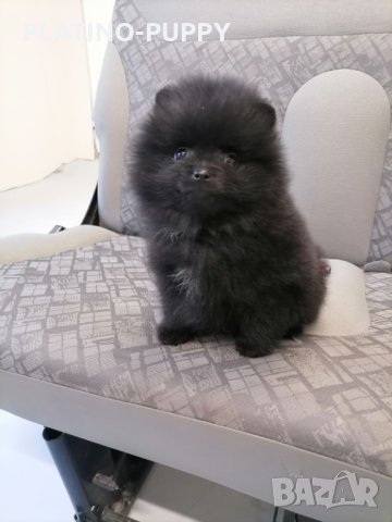 Черно бебе Померан, снимка 4 - Померан - 43142984