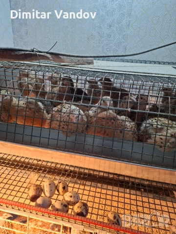 Пресни пъдпъдъчи яйца , снимка 6 - Домашни продукти - 53272928