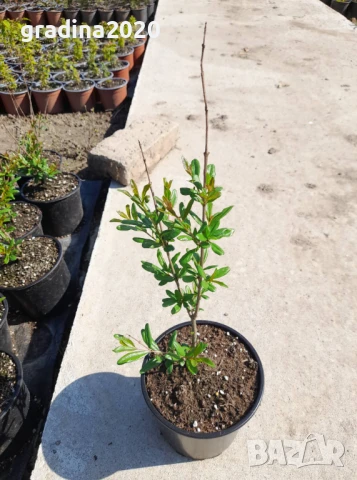 Нар фиданки  - Punika granatum  Студоустойчив и Самоопрашващ  , снимка 5 - Градински цветя и растения - 27194204