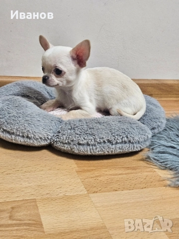 Мини бебе момчета , снимка 5 - Чихуахуа - 52394701