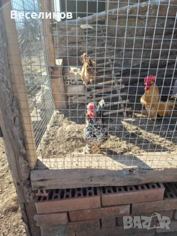 Продавам петле, снимка 2 - Кокошки и пуйки - 48907504