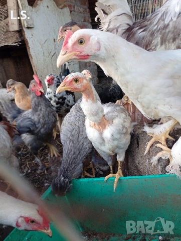 Продам пилета ,ярки млади петлета , снимка 5 - Кокошки и пуйки - 51726042