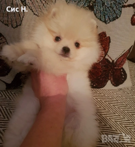 Померани мини, снимка 2 - Померан - 53124029