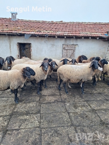 Плевенски черноглави овце , снимка 2 - Овце - 52866942