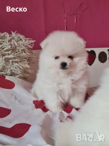 Померан мини мъжко и женско , снимка 3 - Померан - 52847217