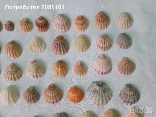 Морски миди перлички, снимка 8 - Декорация за дома - 43957419