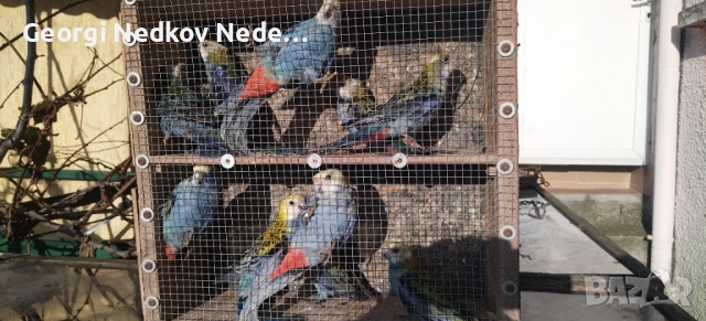 Продавам жълтоглави розели 