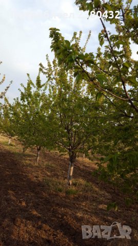 Овощна градина череши от собственик, снимка 11 - Земеделска земя - 26207054