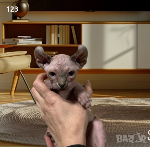 канадски сфинкс- рядка възможност за ценители на породата !