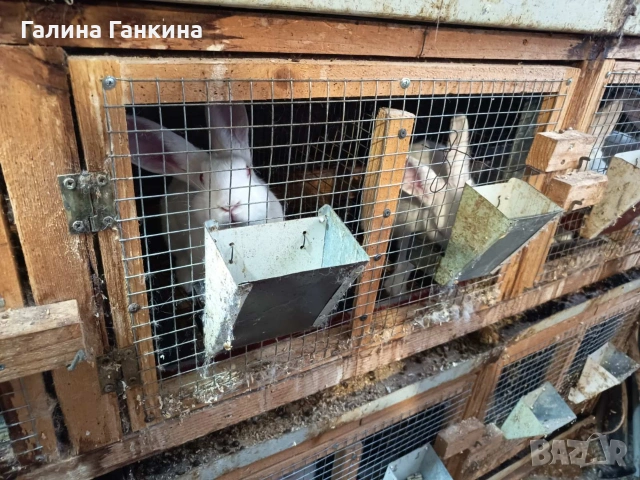 Заешко месо , снимка 4 - Други животни - 53204862