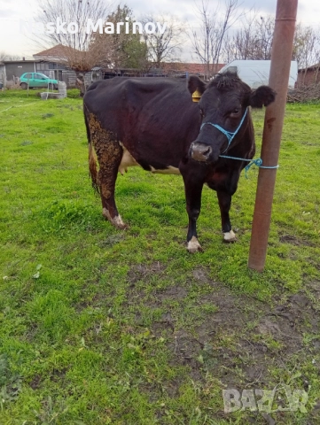 Юница на първо теле 