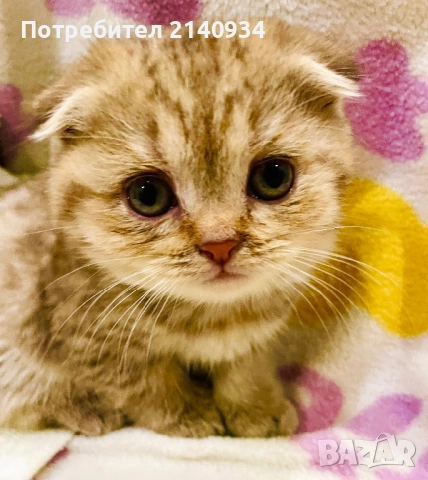 Шотландско клепоухо, златна чинчила, момиче. Къмокосместо, снимка 2 - Чинчили - 52997395