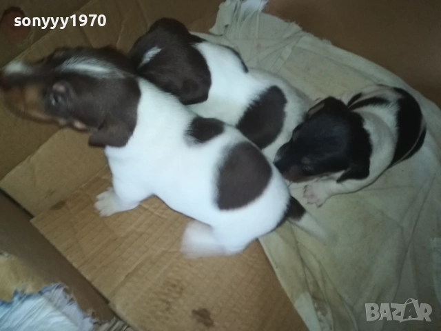 ПРОДАВАМЕ КУТРЕТА-ДЖАК РЪСЕЛ 250ЛВ ЗА 1БР 0309250738, снимка 15 - Джак ръсел териер - 51587007