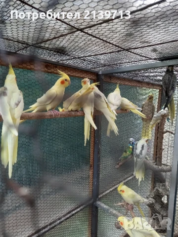 Продавам папагали млади Корели от 2025 г., снимка 4 - Папагали - 50449957