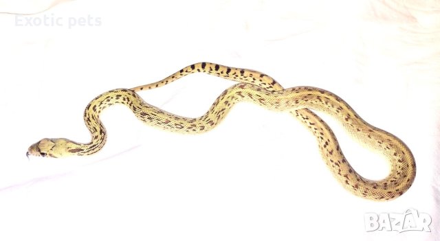 Продавам бул снейк , bull snake , снимка 2 - Змии - 43442203