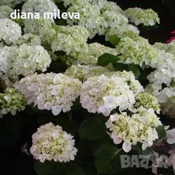 Хортензия Мадам Емили Мулиер, Hydrangea mac.Madame Emile Mouillere за сянка!!!, снимка 3 - Градински цветя и растения - 49691479
