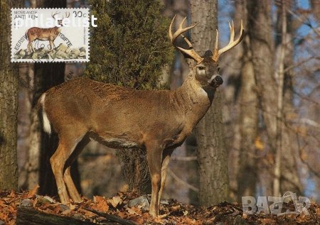 Холандски Антили 1992 - 4 броя Карти Максимум - WWF, снимка 2 - Филателия - 38897075