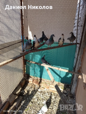 продавам пощенски гълъби 