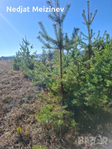 Бор- бял и черен фиданки, снимка 7 - Разсади - 51992947