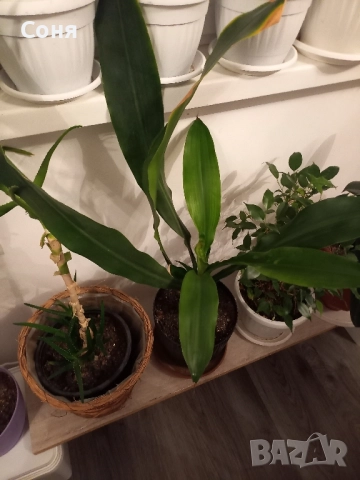 Алое,фикус,замиокулкас, драцена и др, снимка 6 - Стайни растения - 49988795