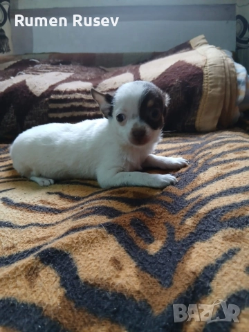 продавам Чихуахуа , снимка 7 - Чихуахуа - 52605411