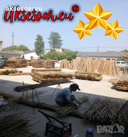 Висококачествени Семена от бамбук Moso Bambo декоративни растения за дома и двора бамбуков разсад, снимка 5 - Сортови семена и луковици - 49007699